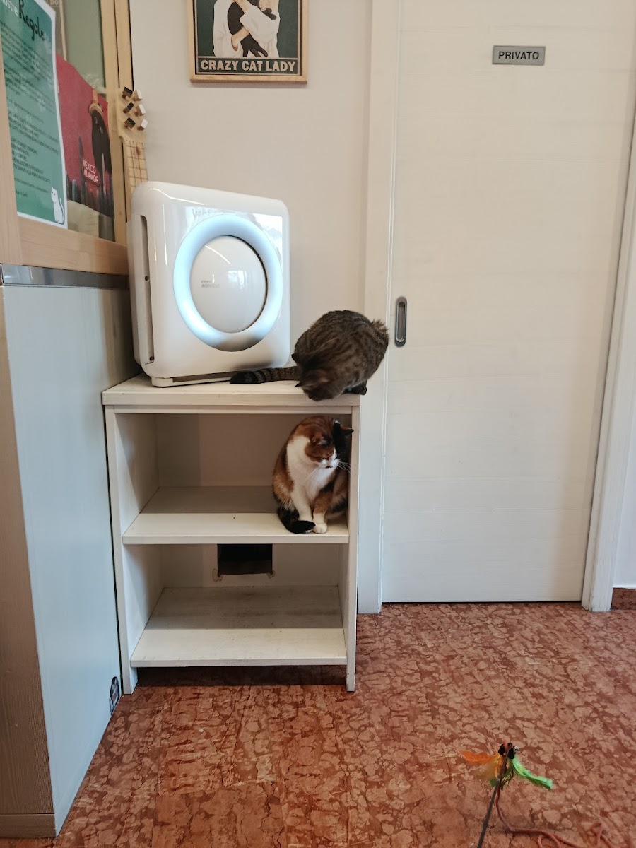 Gatizole Cat Cafè